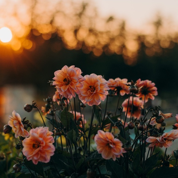 Meet your Posher, Mackenzie - Picture 1 of 1